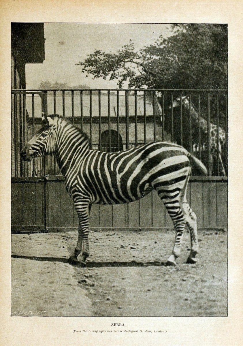 Cassell's natural history. London [etc]Cassell & Company, Limited,1896.  | "Animal behavior" Animals Nomenclature  | Vintage Print Reproduction 448875