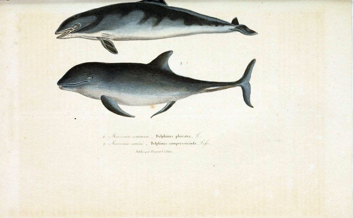 ComplÃ©ments de Buffon. t.1.Paris:P. Pourrat FrÃ¨res,1838. |  | Vintage Print Reproduction 448878