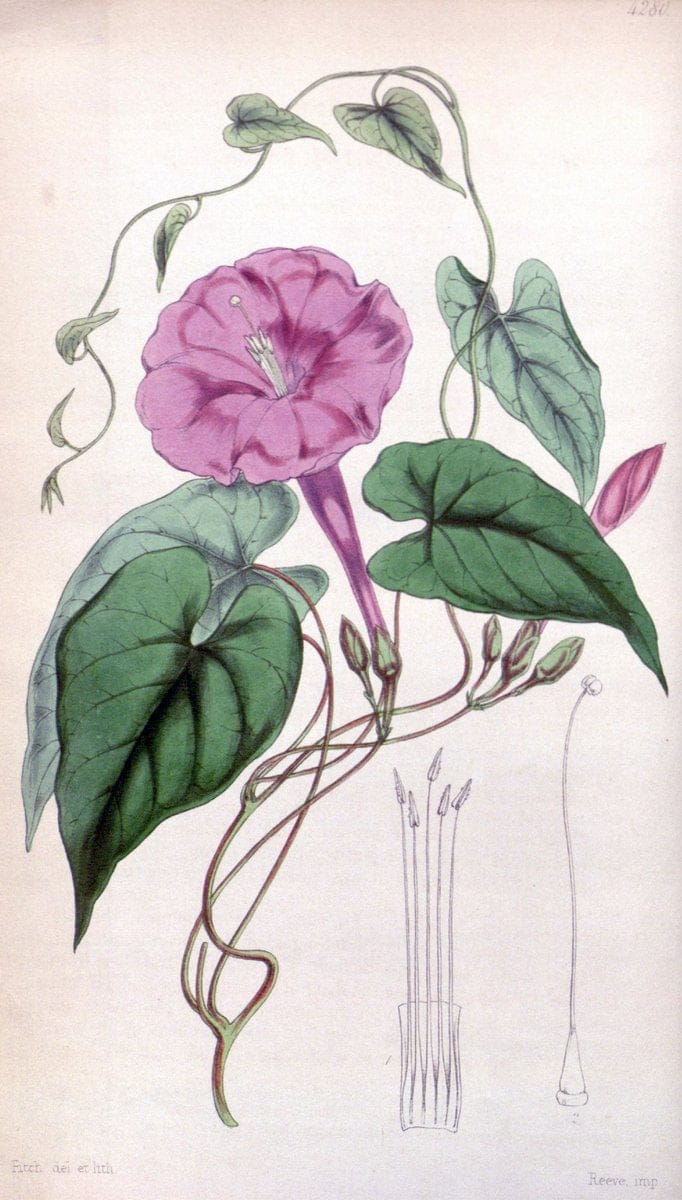 Curtis's botanical magazine. London ; New York [etc.] :Academic Press [etc.]. | "Botanical illustration" Botany Periodicals "Pictorial works" "Plants, Ornamental"  | Vintage Print Reproduction 448880