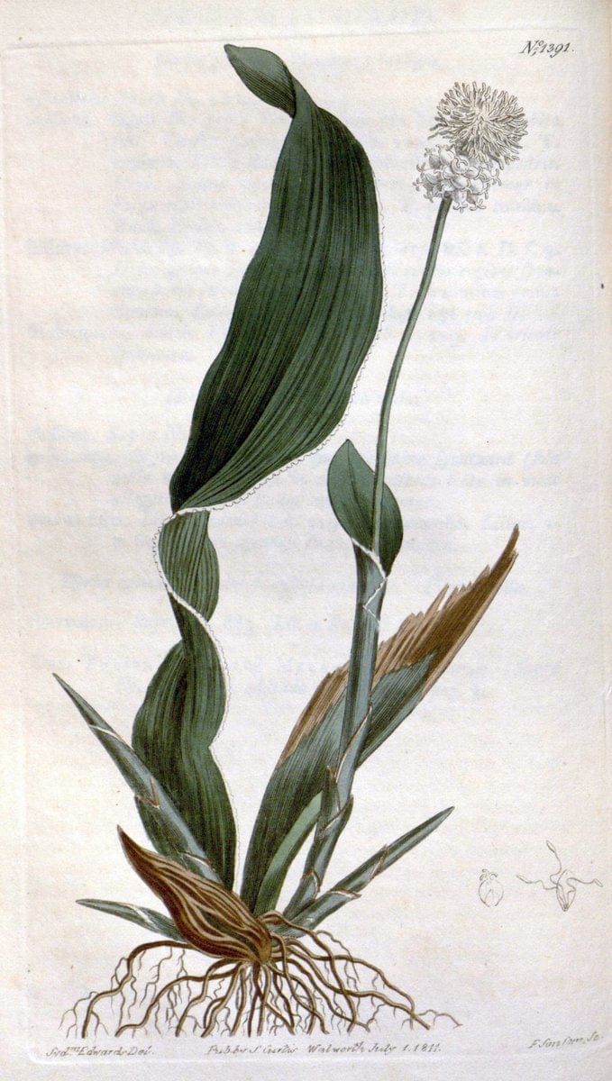 Curtis's botanical magazine. London ; New York [etc.] :Academic Press [etc.]. | "Botanical illustration" Botany Periodicals "Pictorial works" "Plants, Ornamental"  | Vintage Print Reproduction 448881