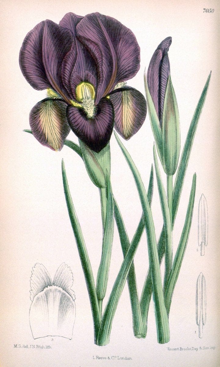 Curtis's botanical magazine. London ; New York [etc.] :Academic Press [etc.]. | "Botanical illustration" Botany Periodicals "Pictorial works" "Plants, Ornamental"  | Vintage Print Reproduction 448883