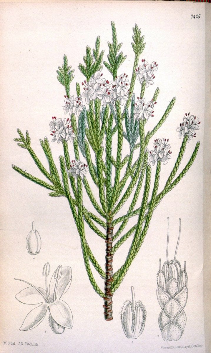 Curtis's botanical magazine. London ; New York [etc.] :Academic Press [etc.]. | "Botanical illustration" Botany Periodicals "Pictorial works" "Plants, Ornamental"  | Vintage Print Reproduction 448885