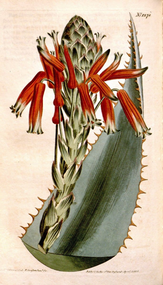 Curtis's botanical magazine. London ; New York [etc.] :Academic Press [etc.]. | "Botanical illustration" Botany Periodicals "Pictorial works" "Plants, Ornamental"  | Vintage Print Reproduction 448886