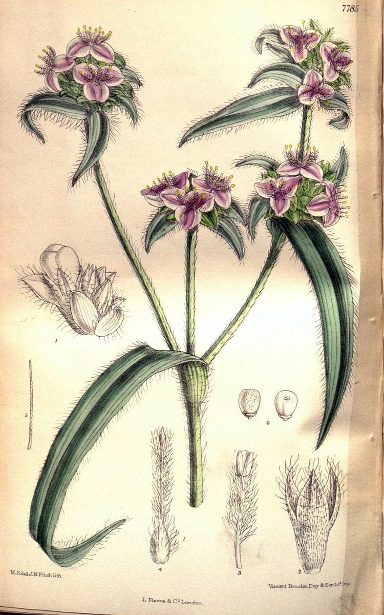 Curtis's botanical magazine. London ; New York [etc.] :Academic Press [etc.]. | "Botanical illustration" Botany Periodicals "Pictorial works" "Plants, Ornamental"  | Vintage Print Reproduction 448889