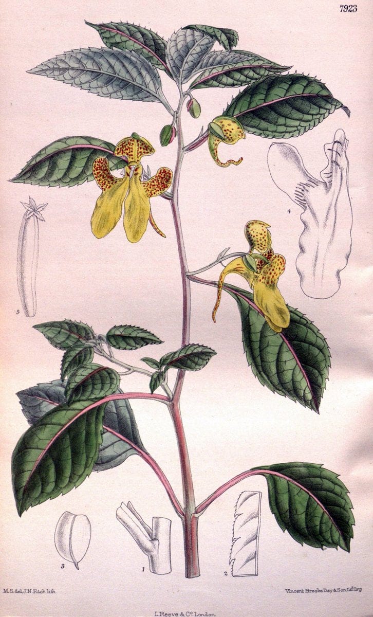 Curtis's botanical magazine. London ; New York [etc.] :Academic Press [etc.]. | "Botanical illustration" Botany Periodicals "Pictorial works" "Plants, Ornamental"  | Vintage Print Reproduction 448892