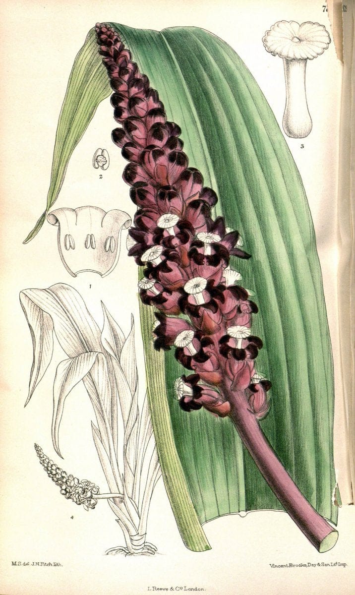 Curtis's botanical magazine. London ;New York [etc.] :Academic Press [etc.]. | Botany Periodicals "Pictorial works"  | Vintage Print Reproduction 448897