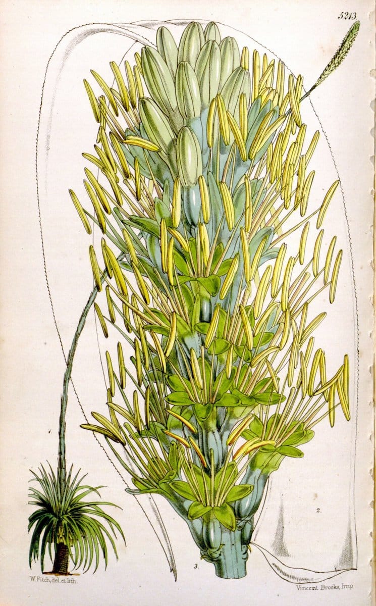Curtis's botanical magazine. London ;New York [etc.] :Academic Press [etc.]. | Botany Periodicals "Pictorial works"  | Vintage Print Reproduction 448900