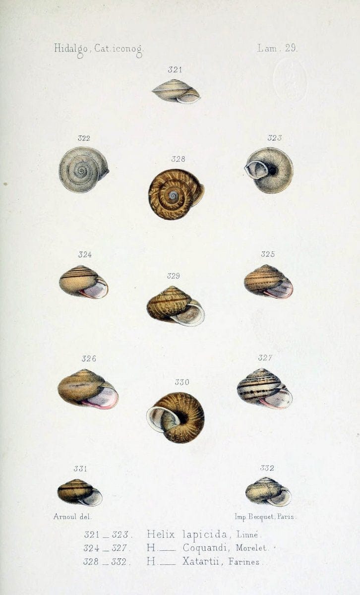 Catalogo iconografico y descriptivo de los moluscos terrestres de EspaÃ Â±a, Portugal y la | "Balearic Islands" Mollusks Portugal Spain  | Vintage Print Reproduction 448906