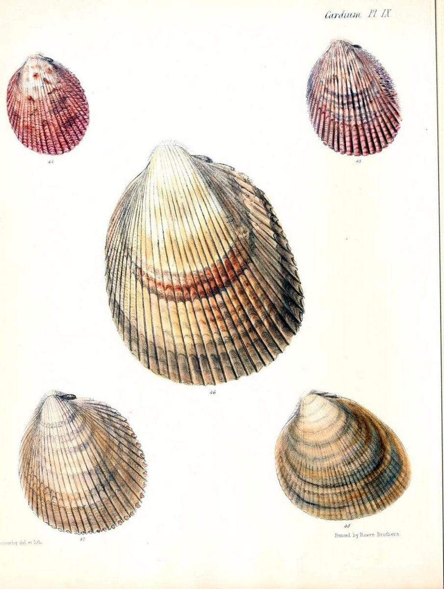 Conchologia iconica, or, Illustrations of the shells of molluscous animals /.London :Reeve, Brothers,1843-1878.. |  | Vintage Print Reproduction 448909