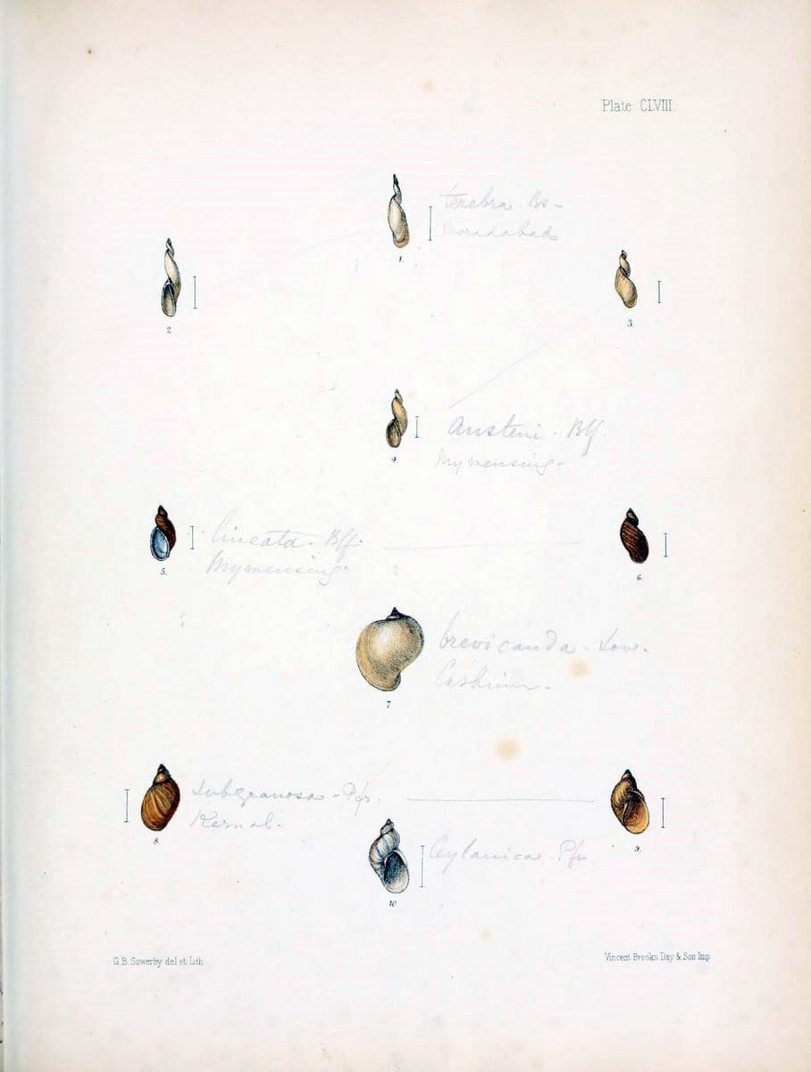 Conchologia indica,.London,1870-1876.. |  | Vintage Print Reproduction 448910