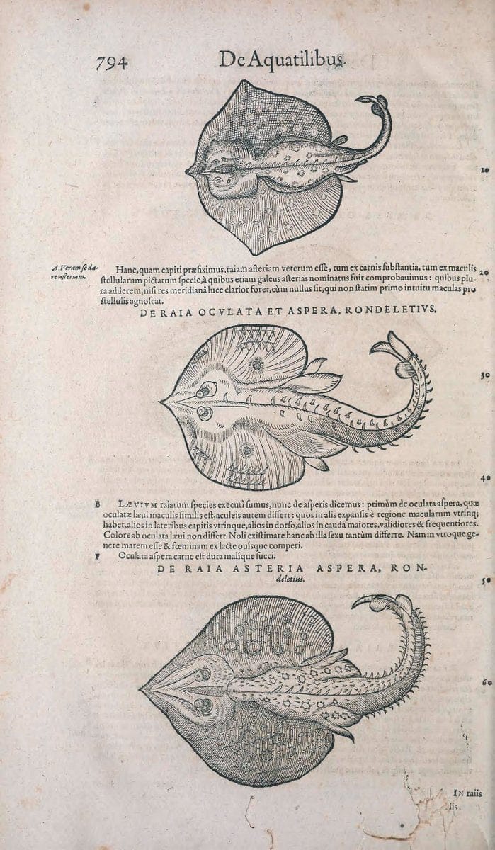 Conradi Gesneri medici Tigurini Historiae animalium liber IV :.Francofurti :In Bibliopol | "Early works to 1800" Fishes Mollusks "Pre-Linnean works" Zoology | Vintage Print Reproduction 448911