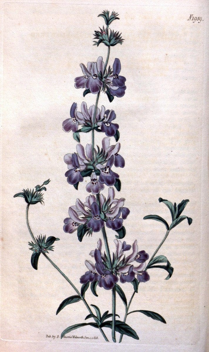 Curtis's botanical magazine. London ; New York [etc.] :Academic Press [etc.]. | "Botanical illustration" Botany Periodicals "Pictorial works" "Plants, Ornamental"  | Vintage Print Reproduction 448913