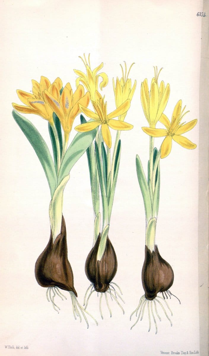 Curtis's botanical magazine. London ; New York [etc.] :Academic Press [etc.]. | "Botanical illustration" Botany Periodicals "Pictorial works" "Plants, Ornamental"  | Vintage Print Reproduction 448914