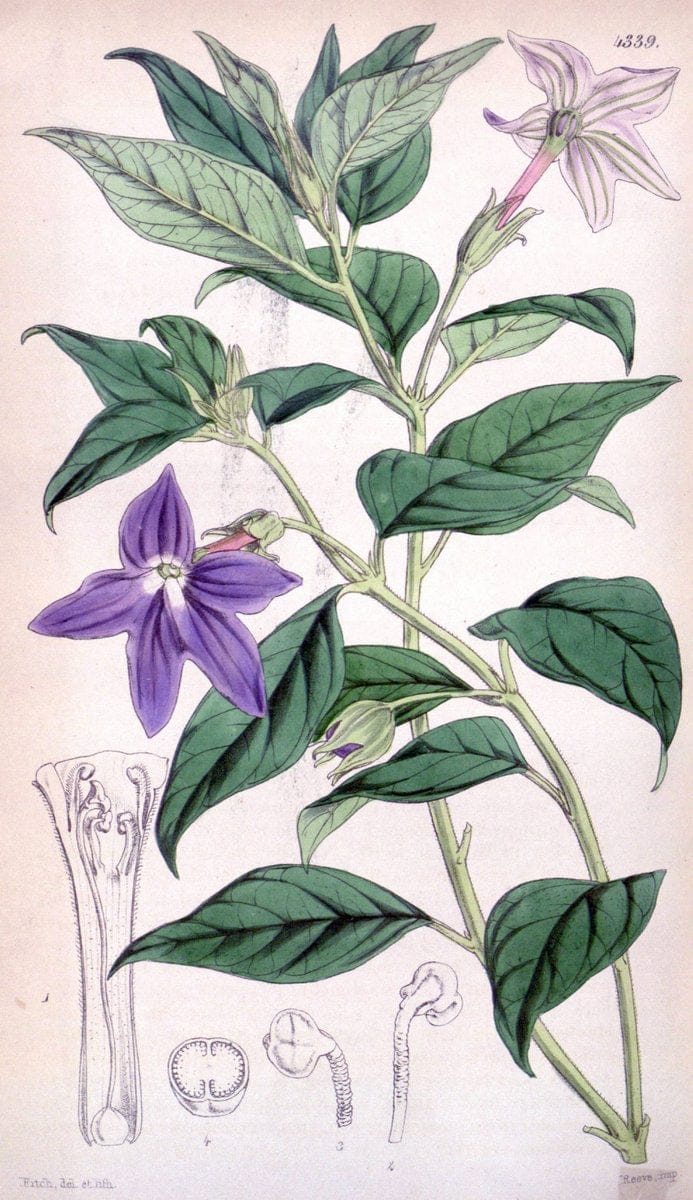 Curtis's botanical magazine. London ; New York [etc.] :Academic Press [etc.]. | "Botanical illustration" Botany Periodicals "Pictorial works" "Plants, Ornamental"  | Vintage Print Reproduction 448926