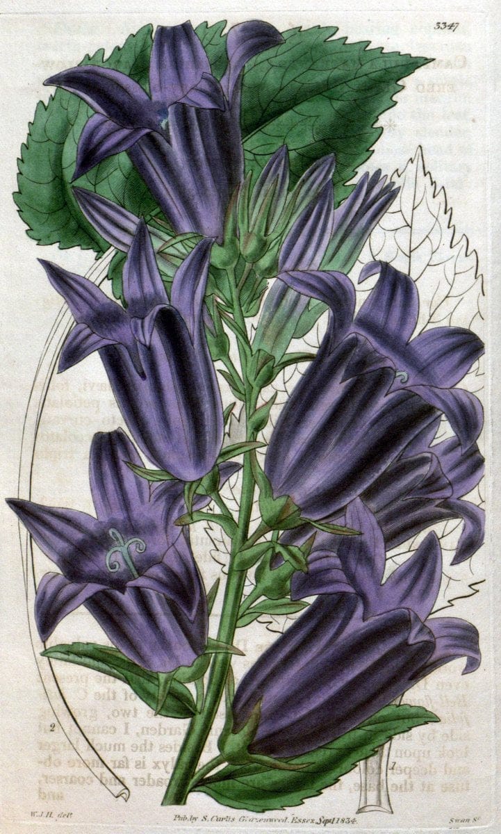 Curtis's botanical magazine..London ;New York [etc.] :Academic Press [etc.]. |  | Vintage Print Reproduction 448929