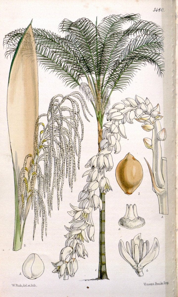 Curtis's botanical magazine. London ;New York [etc.] :Academic Press [etc.]. | Botany Periodicals "Pictorial works"  | Vintage Print Reproduction 448930