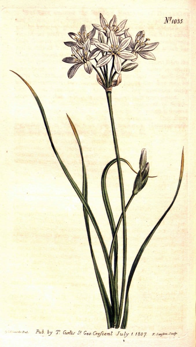 Curtis's botanical magazine. London ;New York [etc.] :Academic Press [etc.]. | Botany Periodicals "Pictorial works"  | Vintage Print Reproduction 448933