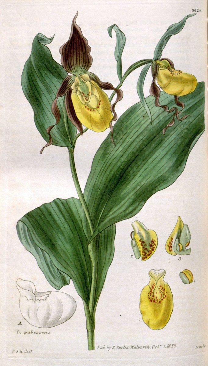 Curtis's botanical magazine. London ;New York [etc.] :Academic Press [etc.]. | Botany Periodicals "Pictorial works"  | Vintage Print Reproduction 448934