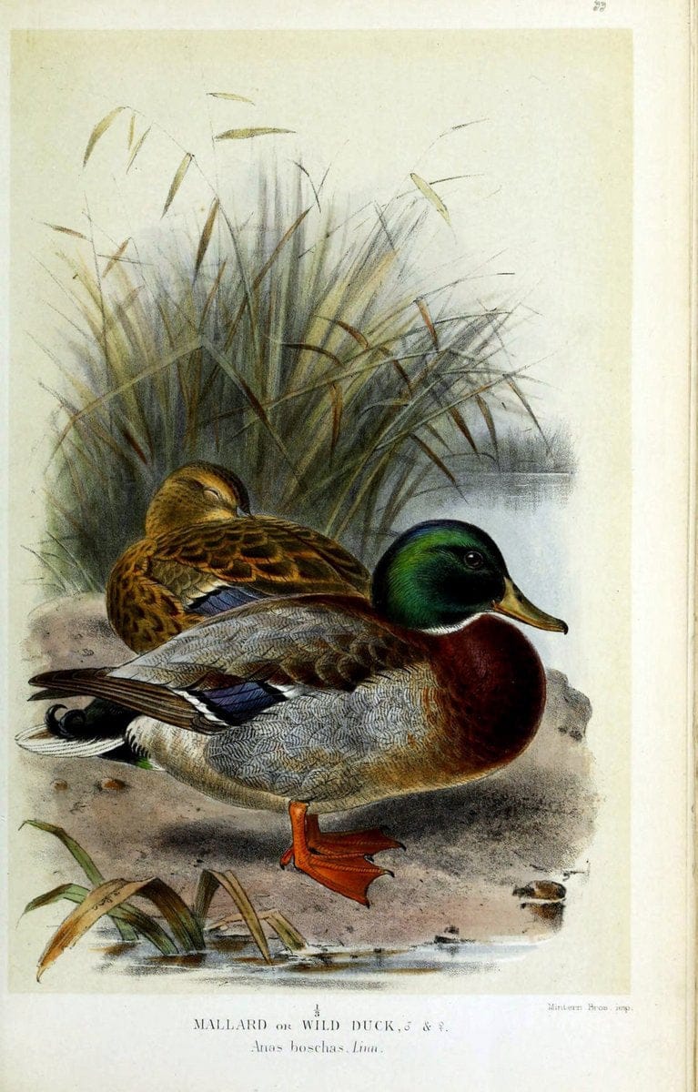 Coloured figures of the birds of the British Islands / issued by Lord Lilford. London :R | Birds "Great Britain" "Pictorial works"  | Vintage Print Reproduction 448940