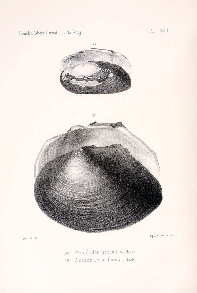 Conchyliologie fluviatile de la province de Nanking et de la Chine centrale /.Paris :Savy,[1875-1885]. | China Mollusks "Nanjing (Jiangsu Sheng)"  | Vintage Print Reproduction 448942