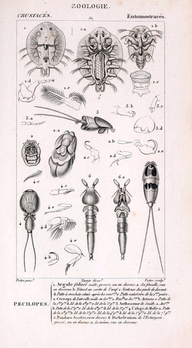 ConsidÃ©rations gÃ©nÃ©rales sur la classe des crustacÃ©s :.Paris :F.G. Levrault,1825.  | Crustacea France Zoology  | Vintage Print Reproduction 448943