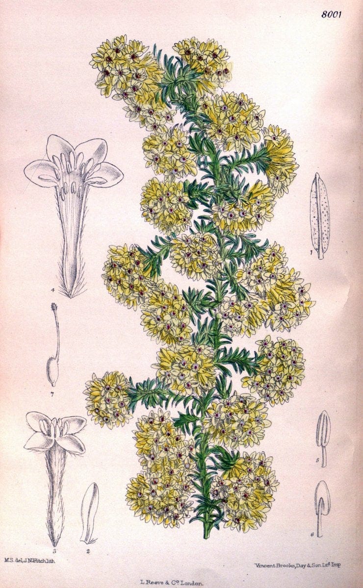 Curtis's botanical magazine. London ; New York [etc.] :Academic Press [etc.]. | "Botanical illustration" Botany Periodicals "Pictorial works" "Plants, Ornamental"  | Vintage Print Reproduction 448945