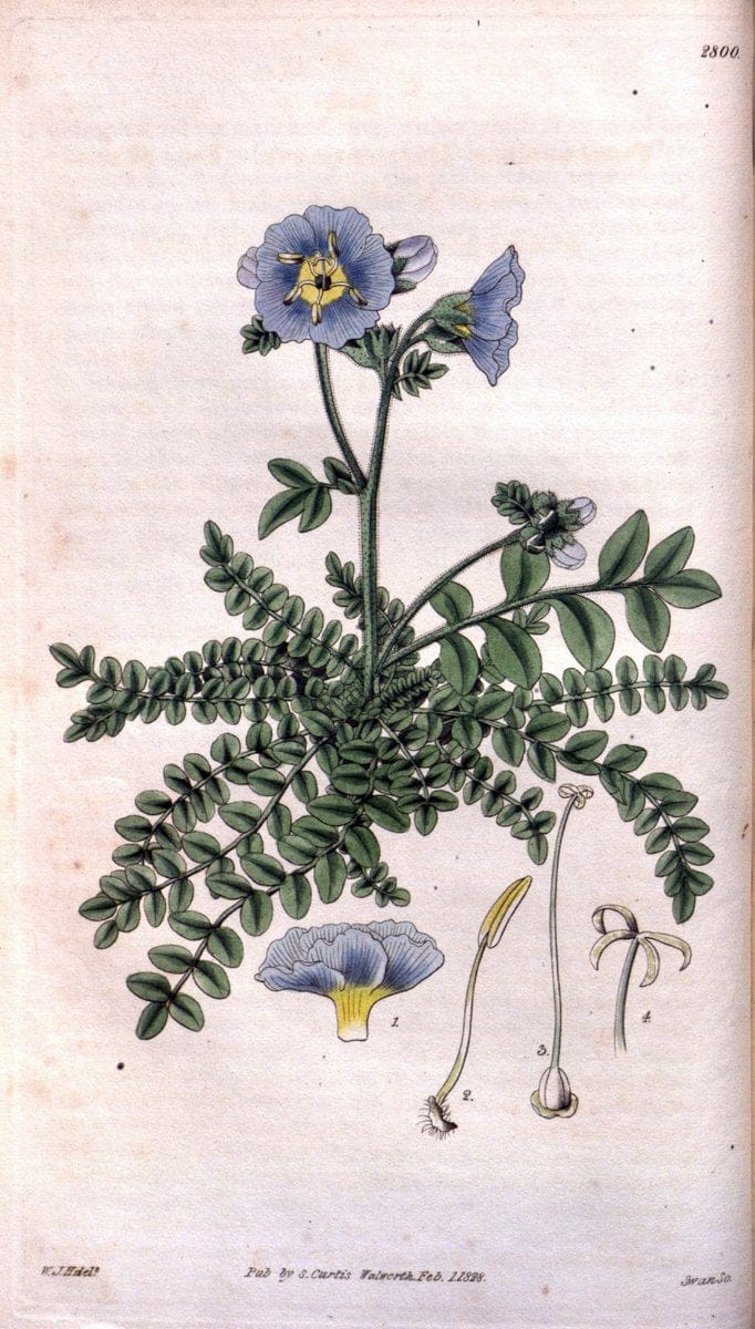Curtis's botanical magazine. London ; New York [etc.] :Academic Press [etc.]. | "Botanical illustration" Botany Periodicals "Pictorial works" "Plants, Ornamental"  | Vintage Print Reproduction 448946