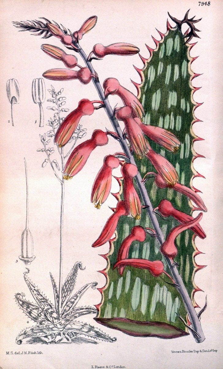 Curtis's botanical magazine. London ; New York [etc.] :Academic Press [etc.]. | "Botanical illustration" Botany Periodicals "Pictorial works" "Plants, Ornamental"  | Vintage Print Reproduction 448947