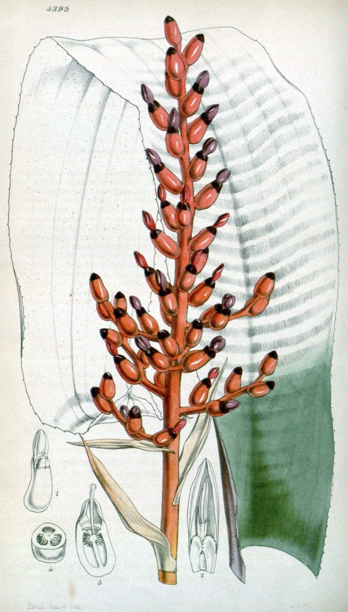 Curtis's botanical magazine. London ; New York [etc.] :Academic Press [etc.]. | "Botanical illustration" Botany Periodicals "Pictorial works" "Plants, Ornamental"  | Vintage Print Reproduction 448948
