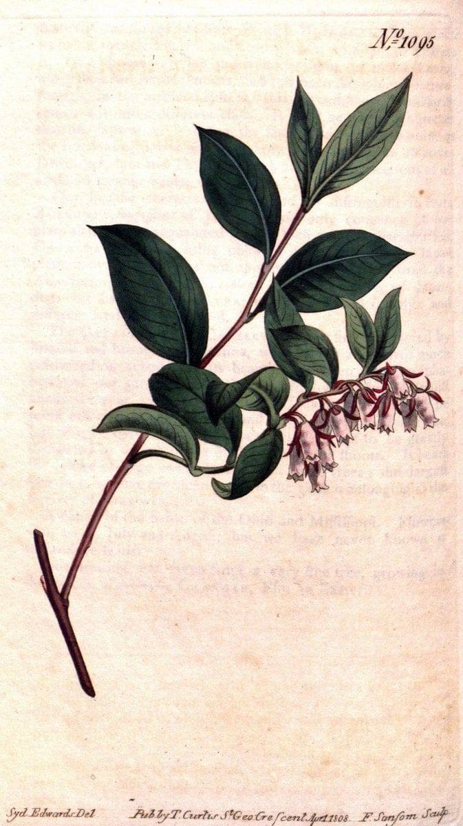 Curtis's botanical magazine. London ; New York [etc.] :Academic Press [etc.]. | "Botanical illustration" Botany Periodicals "Pictorial works" "Plants, Ornamental"  | Vintage Print Reproduction 448949