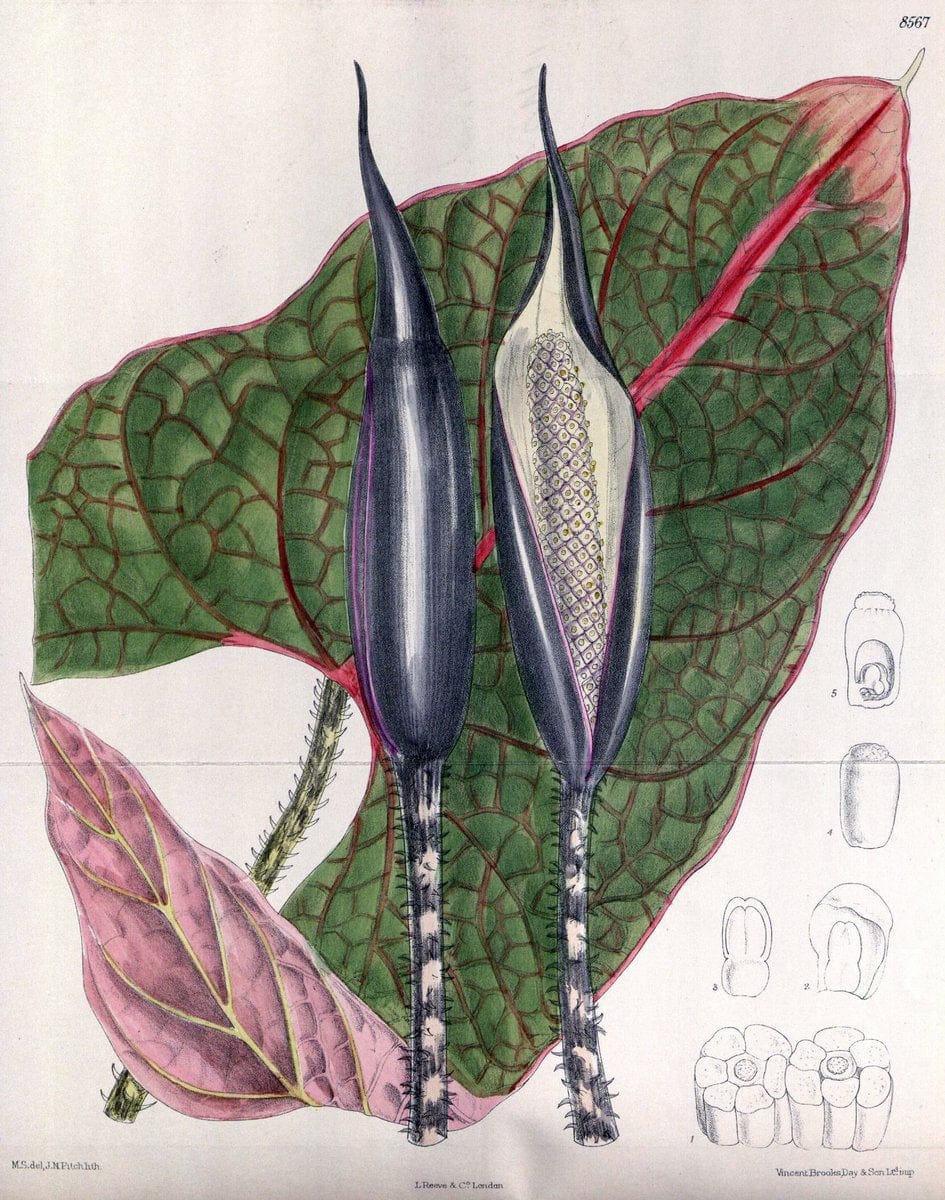 Curtis's botanical magazine. London ; New York [etc.] :Academic Press [etc.]. | "Botanical illustration" Botany Periodicals "Pictorial works" "Plants, Ornamental"  | Vintage Print Reproduction 448950