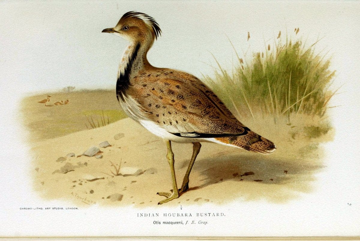 Coloured figures of the birds of the British Islands / issued by Lord Lilford. London :R | Birds "Great Britain" "Pictorial works"  | Vintage Print Reproduction 448964