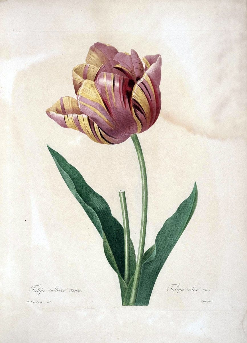 Choix des plus belles fleurs :.Paris :Ernest Panckoucke,[1833].  | 1833 Botany France Icones "Pictorial works"  | Vintage Print Reproduction 448965