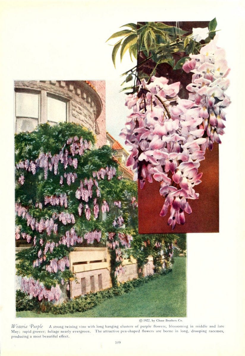 Chase fruit and flowers in natural colorsRochester, N.Y.,Chase brothers company[c1922] | Vintage Print Reproduction 448966