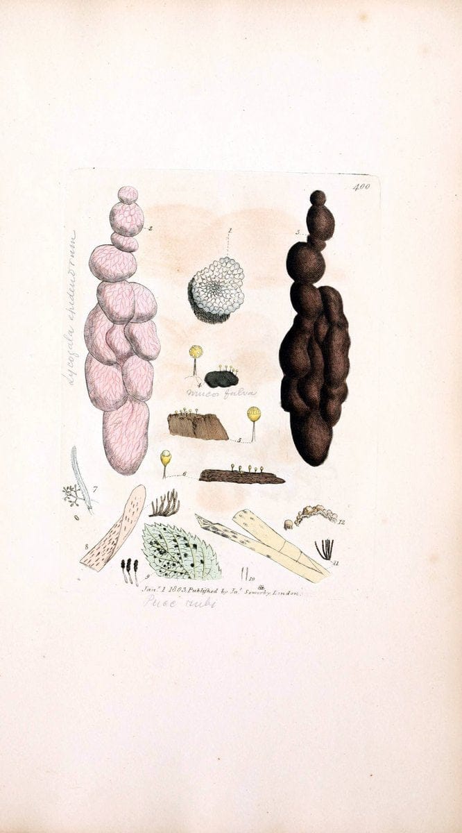 Coloured figures of English fungi or mushrooms. London,Printed by J. Davis,1797-[1809]. | England Mushrooms  | Vintage Print Reproduction 448968
