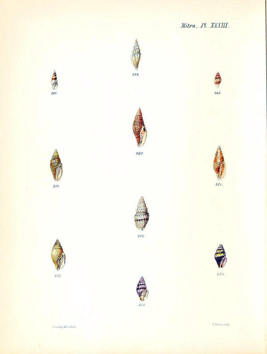 Conchologia iconica, or, Illustrations of the shells of molluscous animals /.London :Reeve, Brothers,1843-1878.  | Mollusks "Pictorial works" Shells | Vintage Print Reproduction 448969