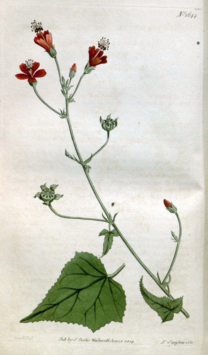 Curtis's botanical magazine. London ; New York [etc.] :Academic Press [etc.]. | "Botanical illustration" Botany Periodicals "Pictorial works" "Plants, Ornamental"  | Vintage Print Reproduction 448971