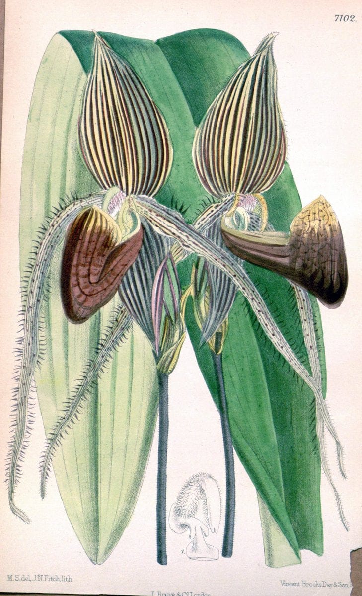Curtis's botanical magazine. London ; New York [etc.] :Academic Press [etc.]. | "Botanical illustration" Botany Periodicals "Pictorial works" "Plants, Ornamental"  | Vintage Print Reproduction 448972