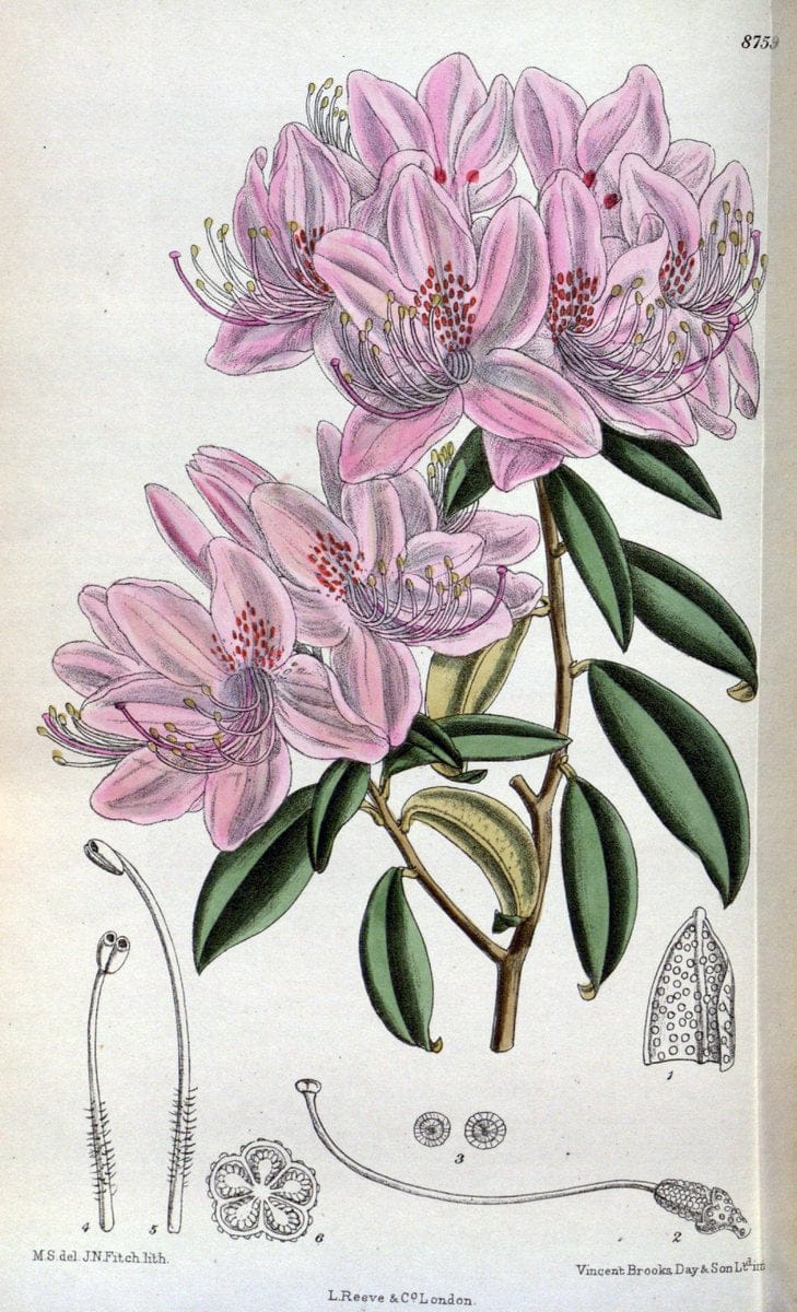 Curtis's botanical magazine. London ; New York [etc.] :Academic Press [etc.]. | "Botanical illustration" Botany Periodicals "Pictorial works" "Plants, Ornamental"  | Vintage Print Reproduction 448973