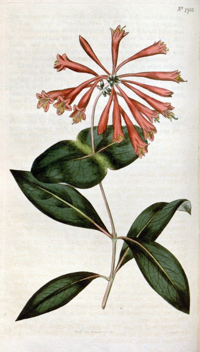 Curtis's botanical magazine. London ; New York [etc.] :Academic Press [etc.]. | "Botanical illustration" Botany Periodicals "Pictorial works" "Plants, Ornamental"  | Vintage Print Reproduction 448974