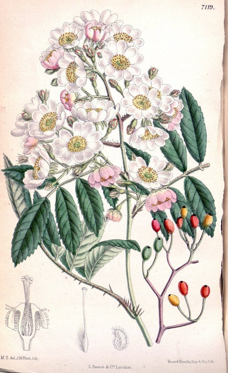 Curtis's botanical magazine. London ; New York [etc.] :Academic Press [etc.]. | "Botanical illustration" Botany Periodicals "Pictorial works" "Plants, Ornamental"  | Vintage Print Reproduction 448978