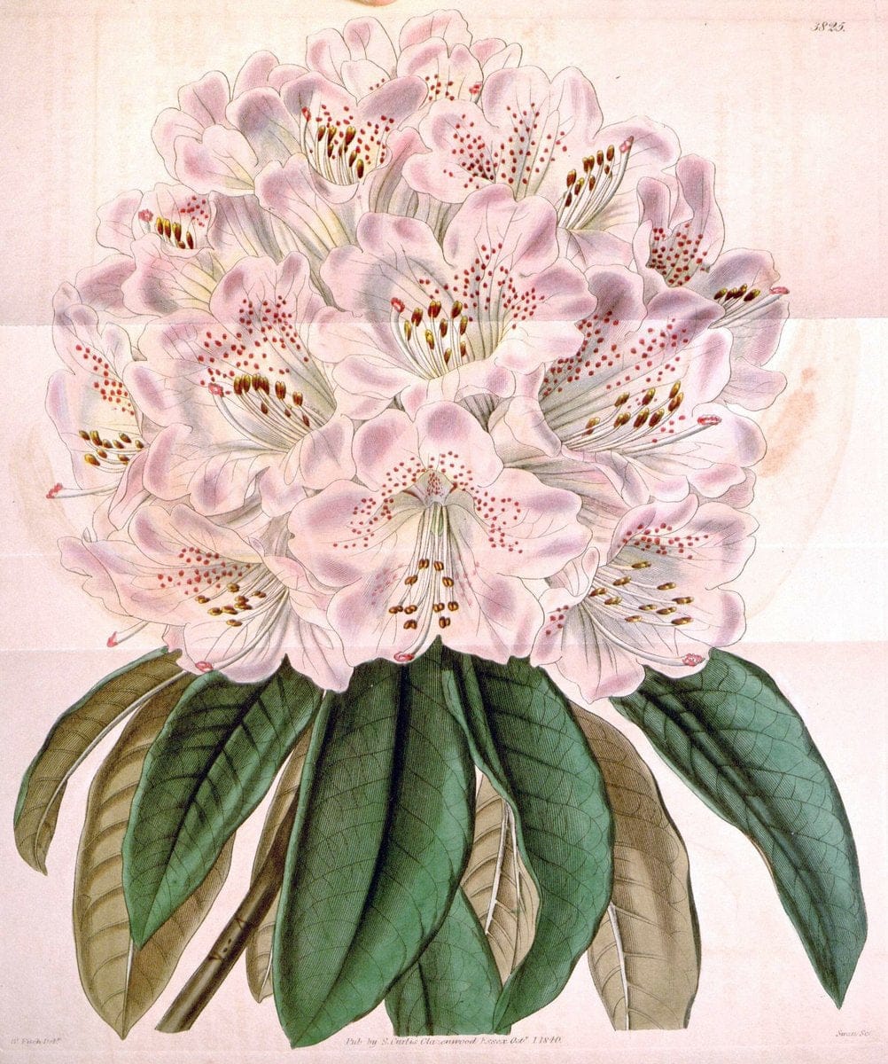 Curtis's botanical magazine. London ; New York [etc.] :Academic Press [etc.]. | "Botanical illustration" Botany Periodicals "Pictorial works" "Plants, Ornamental"  | Vintage Print Reproduction 448979