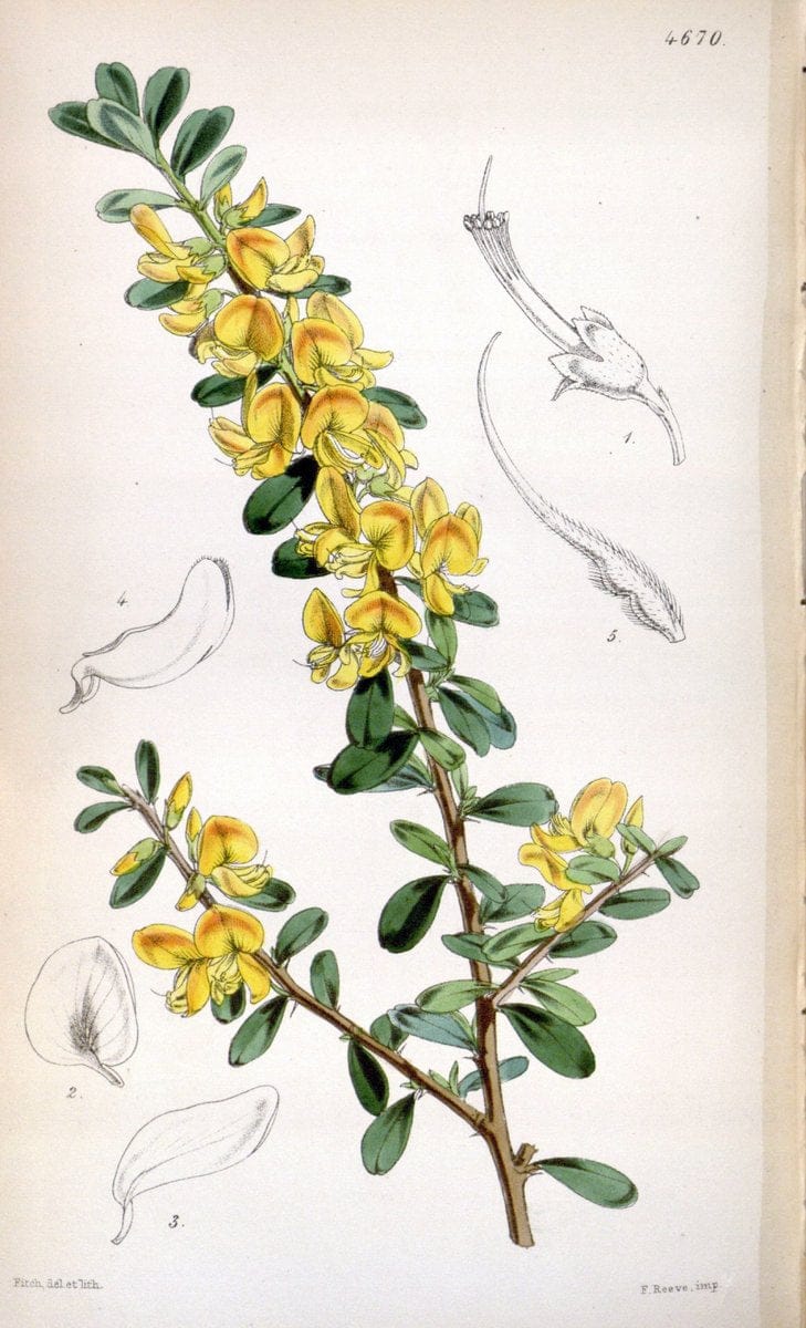 Curtis's botanical magazine. London ; New York [etc.] :Academic Press [etc.]. | "Botanical illustration" Botany Periodicals "Pictorial works" "Plants, Ornamental"  | Vintage Print Reproduction 448982