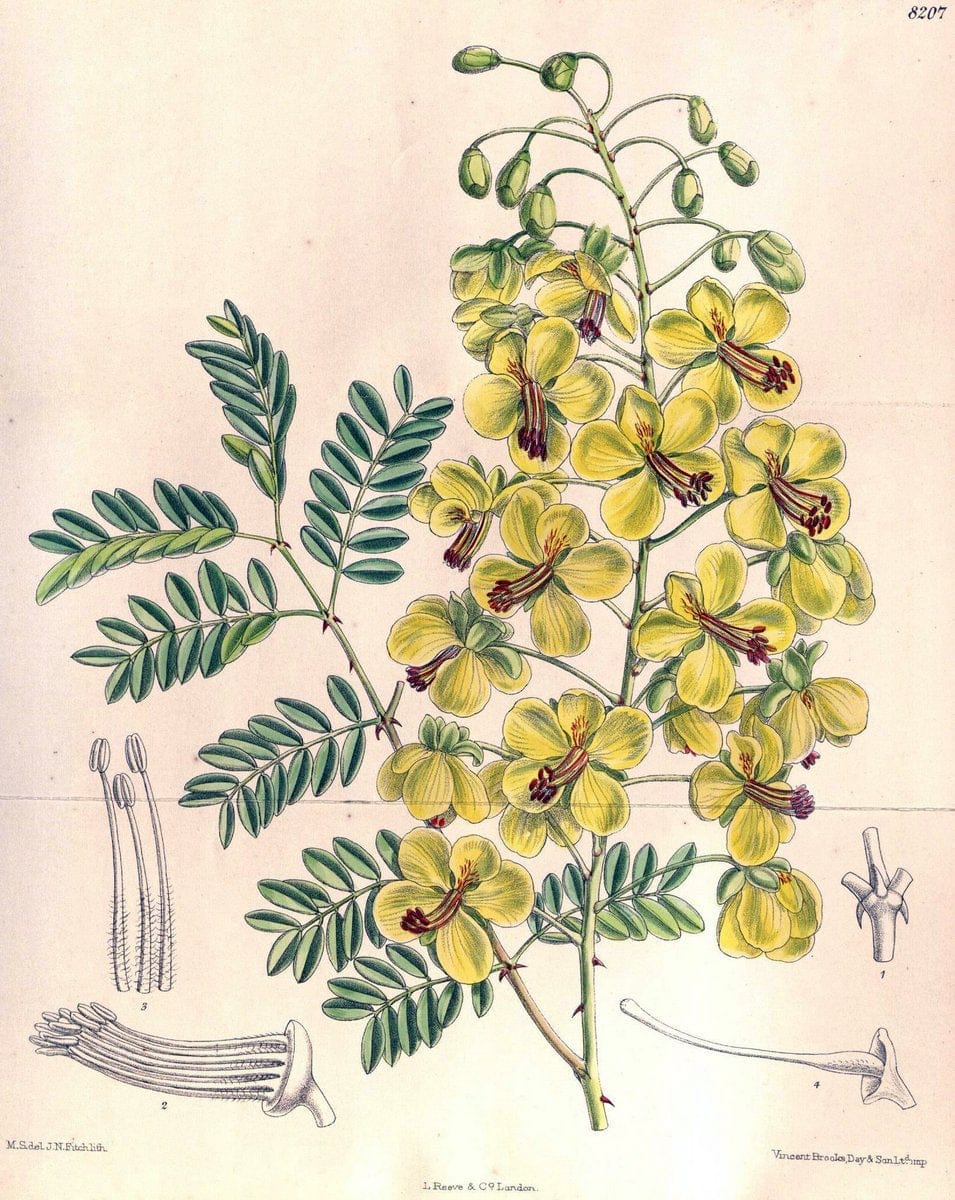 Curtis's botanical magazine. London ; New York [etc.] :Academic Press [etc.]. | "Botanical illustration" Botany Periodicals "Pictorial works" "Plants, Ornamental"  | Vintage Print Reproduction 448984