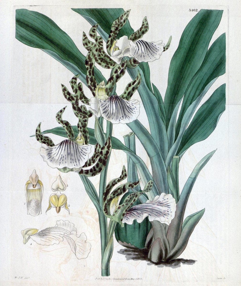 Curtis's botanical magazine. London ;New York [etc.] :Academic Press [etc.]. | Botany Periodicals "Pictorial works"  | Vintage Print Reproduction 448994