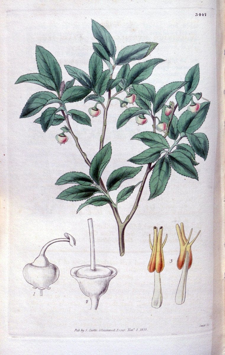 Curtis's botanical magazine. London ;New York [etc.] :Academic Press [etc.]. | Botany Periodicals "Pictorial works"  | Vintage Print Reproduction 448996