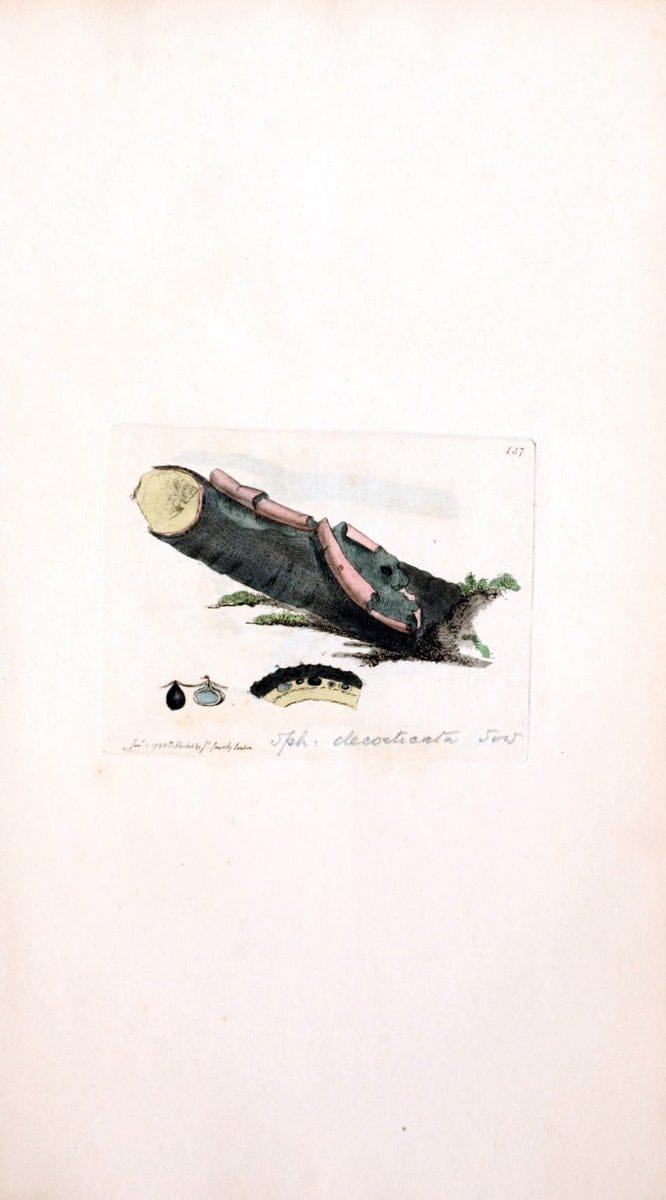 Coloured figures of English fungi or mushrooms. London,Printed by J. Davis,1797-[1809]. | England Mushrooms  | Vintage Print Reproduction 448997