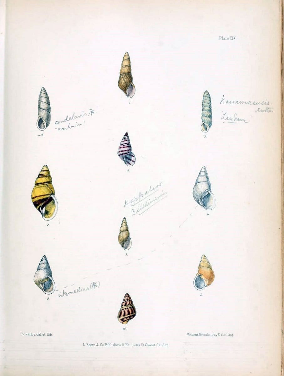 Conchologia indica,.London,1870-1876.  | India Mollusks Shells  | Vintage Print Reproduction 449005