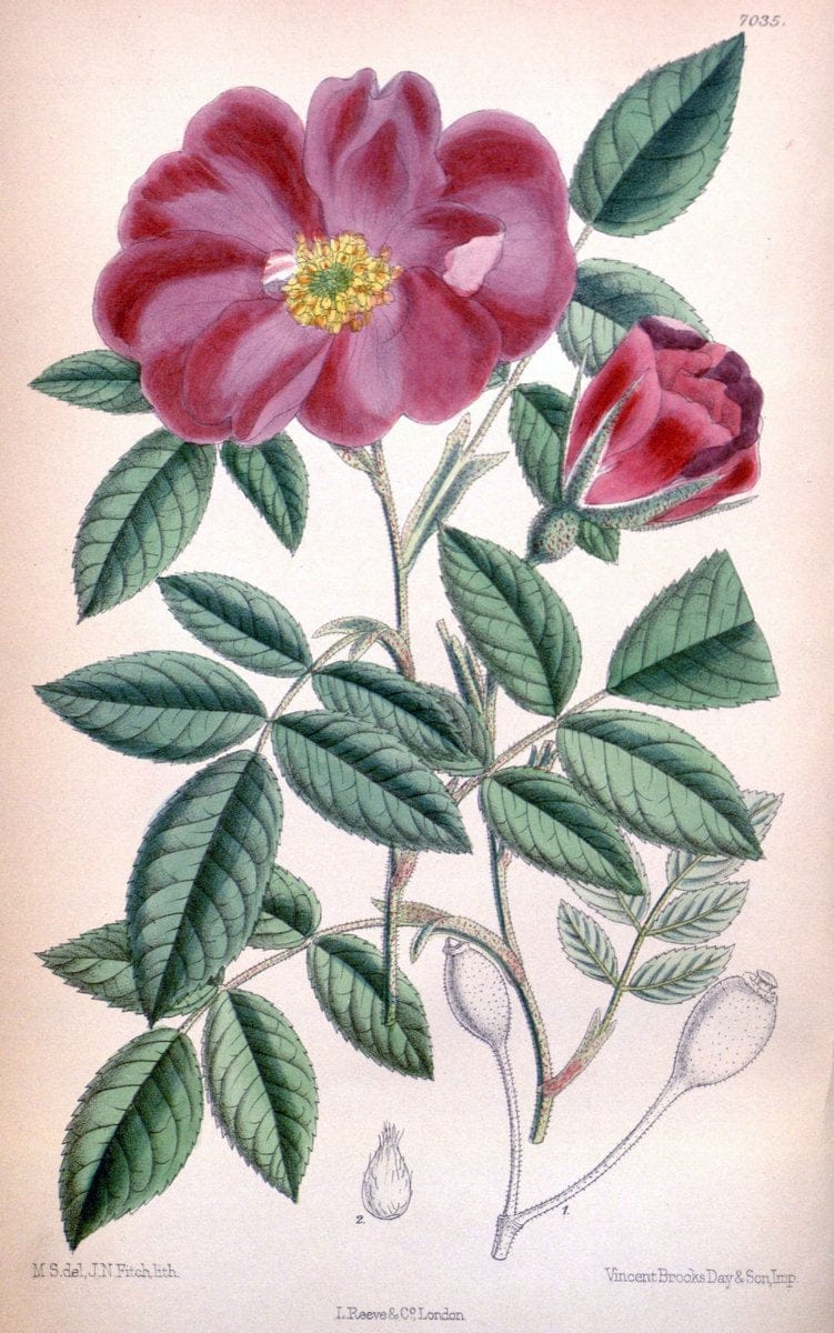 Curtis's botanical magazine. London ; New York [etc.] :Academic Press [etc.]. | "Botanical illustration" Botany Periodicals "Pictorial works" "Plants, Ornamental"  | Vintage Print Reproduction 449007