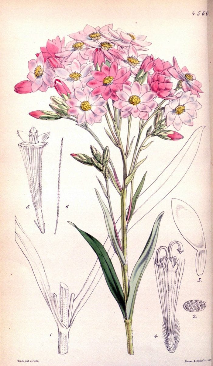 Curtis's botanical magazine. London ; New York [etc.] :Academic Press [etc.]. | "Botanical illustration" Botany Periodicals "Pictorial works" "Plants, Ornamental"  | Vintage Print Reproduction 449008